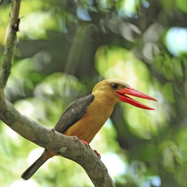 Femmina marroni alato Kingfisher — Foto Stock