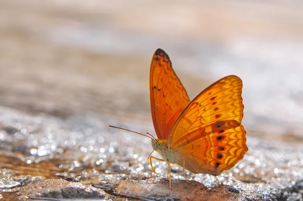 Mariposa. — Foto de Stock