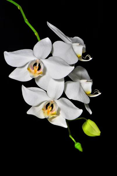 Phalaenopsis amabilis — Stock Photo, Image