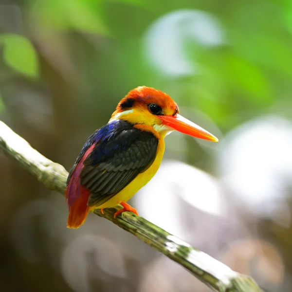 Kingfisher apoiado por negros — Fotografia de Stock