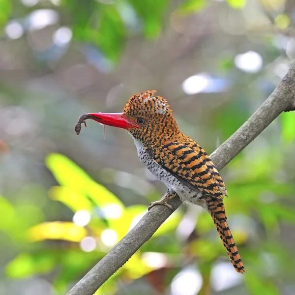 Feminino Banded Kingfisher — Fotografia de Stock