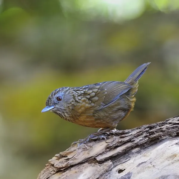 Wren Babbler rayado —  Fotos de Stock