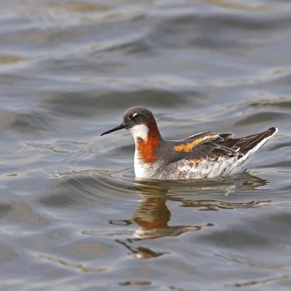 Falarope dal collo rosso — Foto Stock