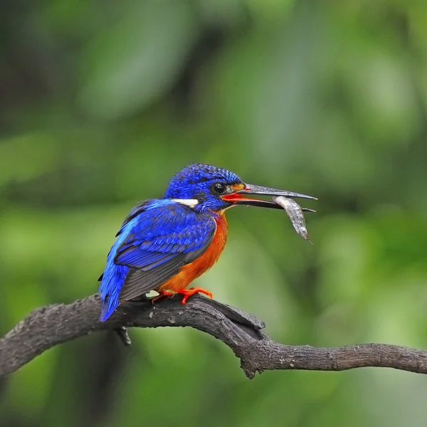 Mavi kulaklı erkek kingfisher — Stok fotoğraf