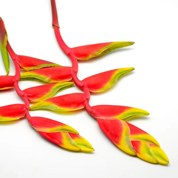 Heliconia — Zdjęcie stockowe