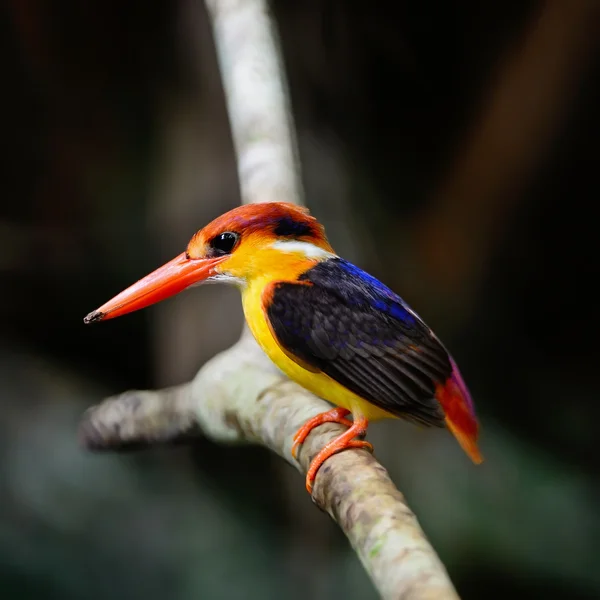 Black-backed Kingfisher — Stock Photo, Image