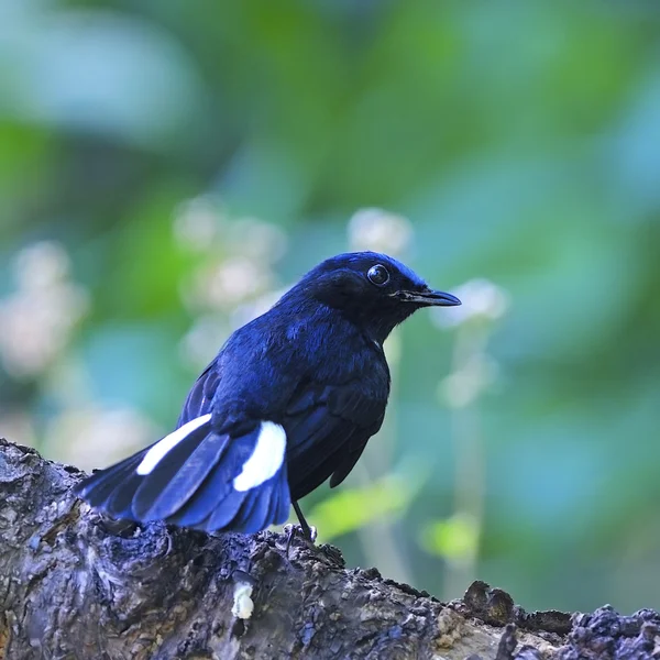 Maschio dalla coda bianca Robin — Foto Stock