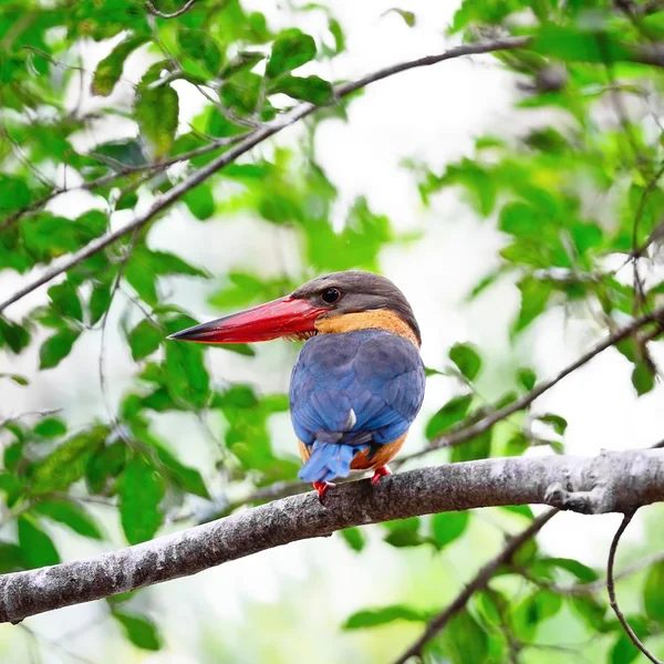 コウノトリ請求カワセミ — ストック写真