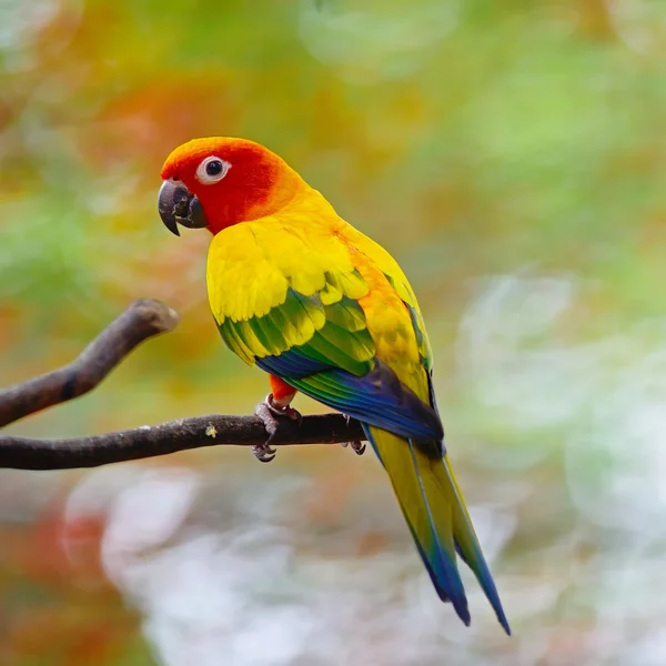 Sun conure Stock Photos, Royalty Free Sun conure Images Depositphotos