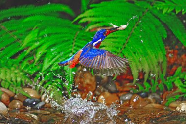 erkek blued kulaklı kingfisher