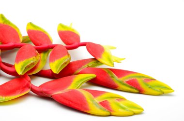 heliconia