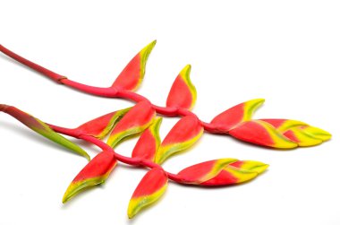 heliconia