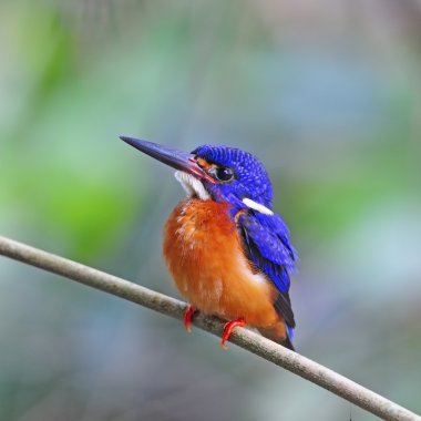 Mavi kulaklı erkek kingfisher