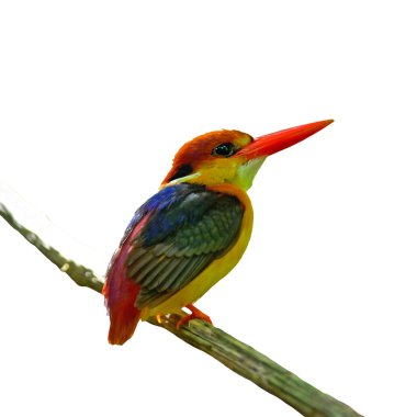 kara sırtlı kingfisher