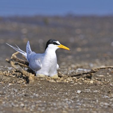 küçük sumru