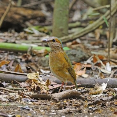 vrouwelijke blue-rumped pitta