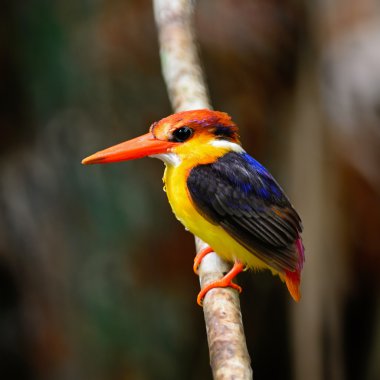 kara sırtlı kingfisher