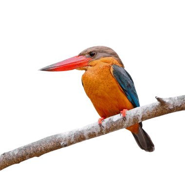 Leylek gagalı kingfisher