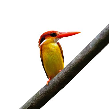 kara sırtlı kingfisher