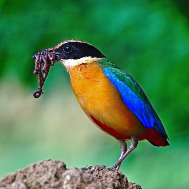 Blue-winged Pitta clipart