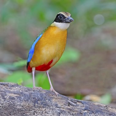 Blue-winged Pitta clipart