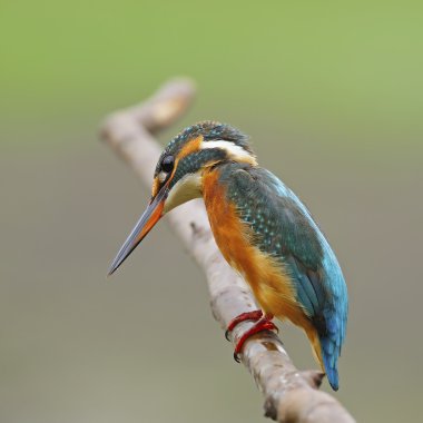 kadın ortak kingfisher