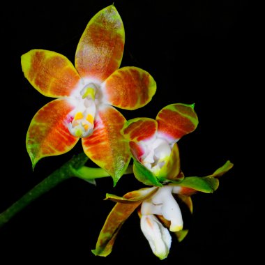 Phalaenopsis venosa