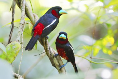 Black-and-Red Broadbill clipart