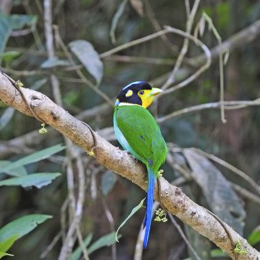 uzun kuyruklu kılıç