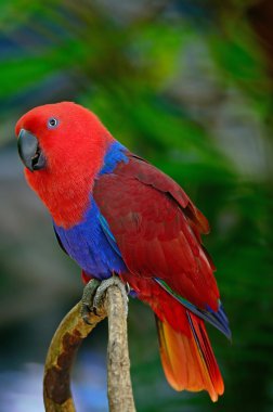 Eclectus papağanı