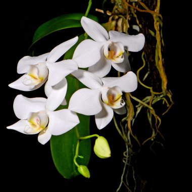 Phalaenopsis amabilis