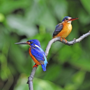 Mavi kulaklı kingfisher