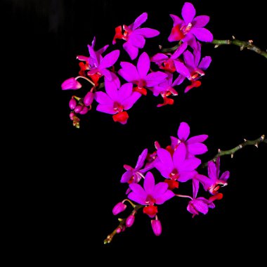 Phalaenopsis hibrid
