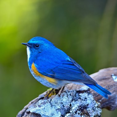 Himalaya bluetail