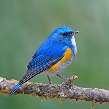 Himalaya bluetail