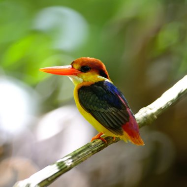 kara sırtlı kingfisher