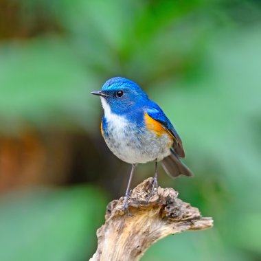 Himalaya bluetail