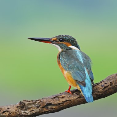 kadın ortak kingfisher