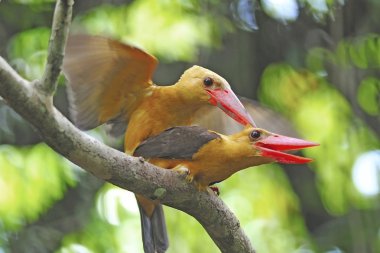 kahverengi kanatlı kingfisher