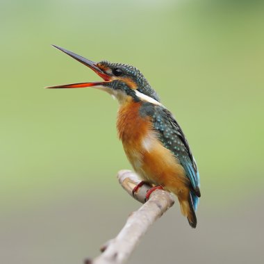 Ortak Kingfisher