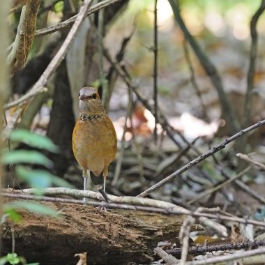 vrouwelijke blue-rumped pitta