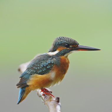 Ortak Kingfisher