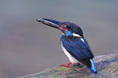 Mavi çizgili kingfisher
