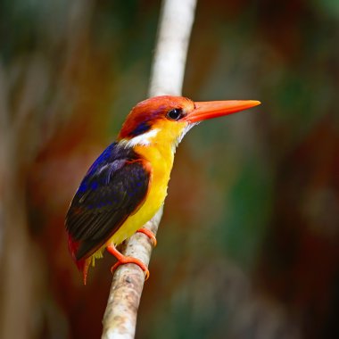 kara sırtlı kingfisher