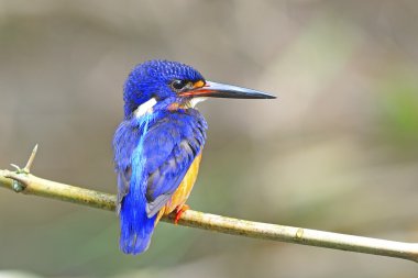 erkek blued kulaklı kingfisher