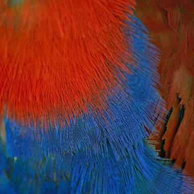 Eclectus papağanı tüy