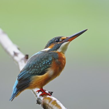 Ortak Kingfisher