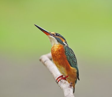 kadın ortak kingfisher