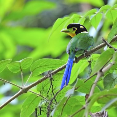 Long-tailed Broadbill clipart