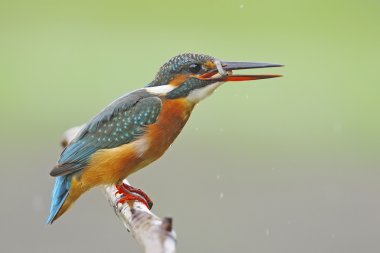kadın ortak kingfisher